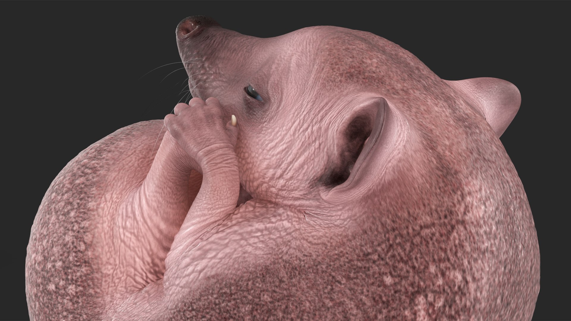 Hedgehog Bald Rigged for Maya model https://p.turbosquid.com/ts-thumb/qi/wAMYLB/jb/hedgehogbaldriggedformayac4dmodel039/jpg/1692295461/1920x1080/fit_q87/1d6f245a252fb533237c8937d981c33f08890cb7/hedgehogbaldriggedformayac4dmodel039.jpg