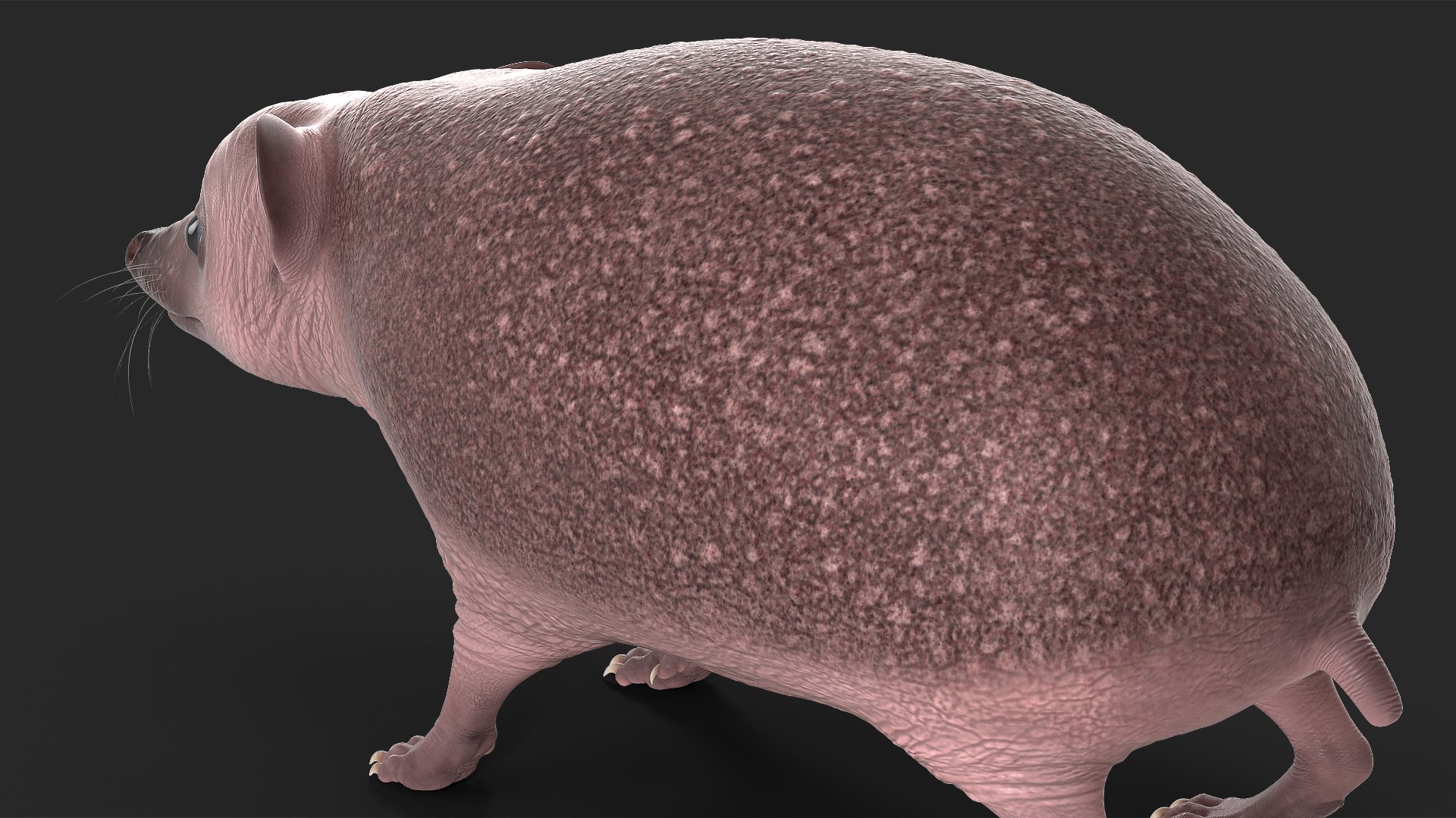 Hedgehog Bald Rigged for Maya model https://p.turbosquid.com/ts-thumb/qi/wAMYLB/lA/hedgehogbaldriggedformayac4dmodel030/jpg/1692295425/1920x1080/fit_q87/fcb433f73d86e919629a86eaa6840161c0a0d290/hedgehogbaldriggedformayac4dmodel030.jpg