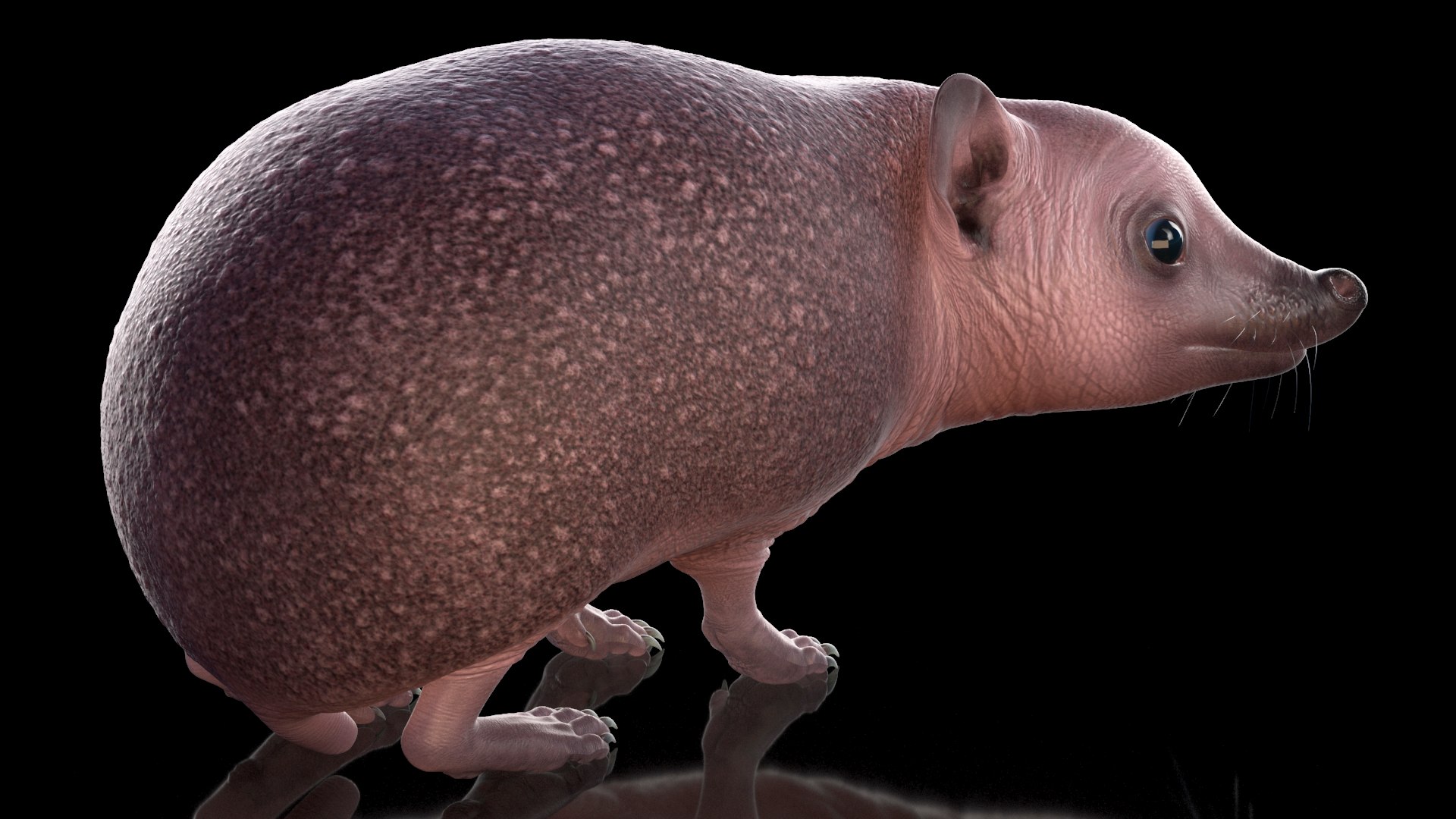 Hedgehog Bald Rigged for Maya model https://p.turbosquid.com/ts-thumb/qi/wAMYLB/lZ/hedgehogbaldriggedformayac4dmodel016/jpg/1692295370/1920x1080/fit_q87/77ed8713757ee5d9e010ae168e2547225c5fdda2/hedgehogbaldriggedformayac4dmodel016.jpg