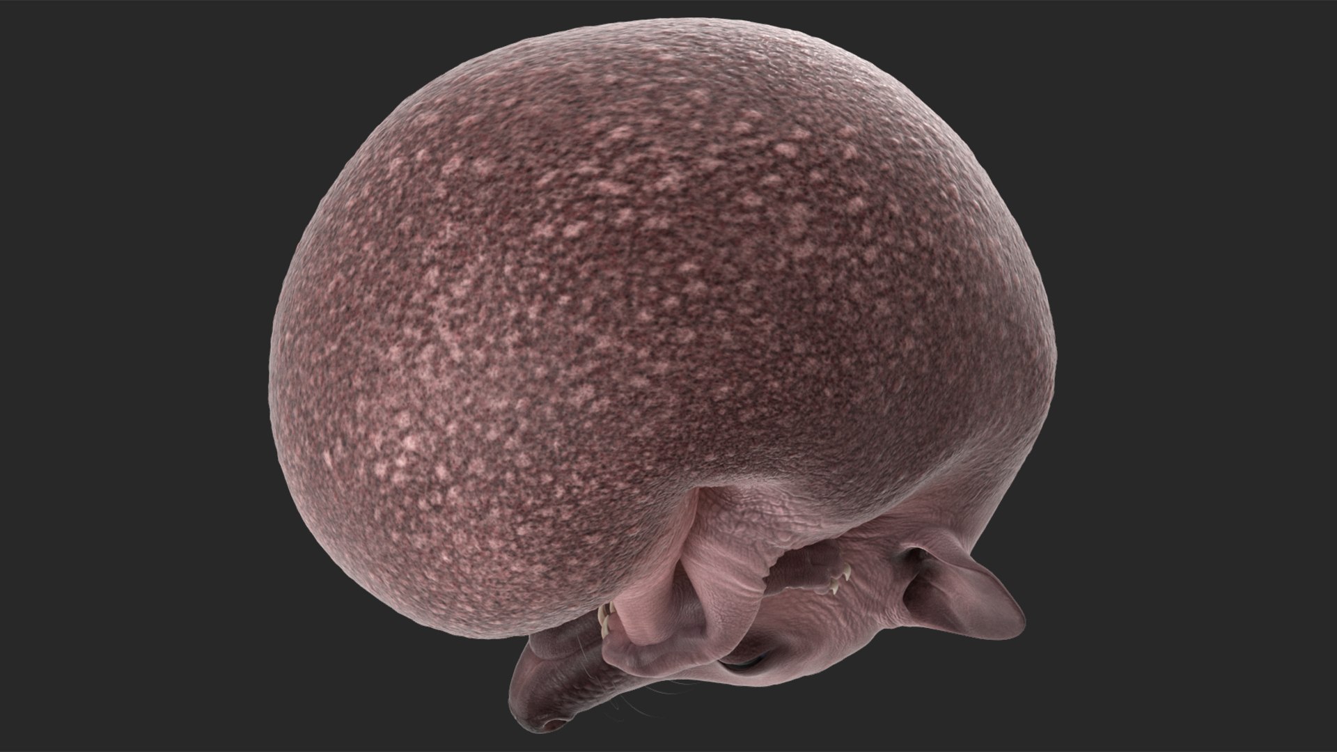 Hedgehog Bald Rigged for Maya model https://p.turbosquid.com/ts-thumb/qi/wAMYLB/md/hedgehogbaldriggedformayac4dmodel026/jpg/1692295410/1920x1080/fit_q87/366a68d1e9c091fcf34414c04cb900b0a59936f0/hedgehogbaldriggedformayac4dmodel026.jpg