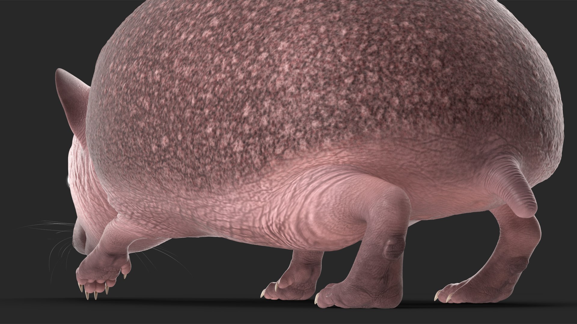 Hedgehog Bald Rigged for Maya model https://p.turbosquid.com/ts-thumb/qi/wAMYLB/pS/hedgehogbaldriggedformayac4dmodel033/jpg/1692295438/1920x1080/fit_q87/f59c8316404ff3b0597a3ace6d480ecd807aeadb/hedgehogbaldriggedformayac4dmodel033.jpg