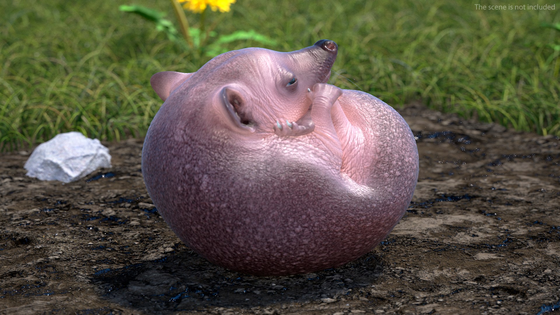 Hedgehog Bald Rigged for Maya model https://p.turbosquid.com/ts-thumb/qi/wAMYLB/u8/hedgehogbaldriggedformayac4dmodel013/jpg/1692295357/1920x1080/fit_q87/6430e46fad8aa58bdaf73f79a7a32ca106a0f171/hedgehogbaldriggedformayac4dmodel013.jpg