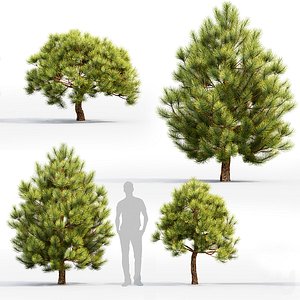 3D pinus mugo