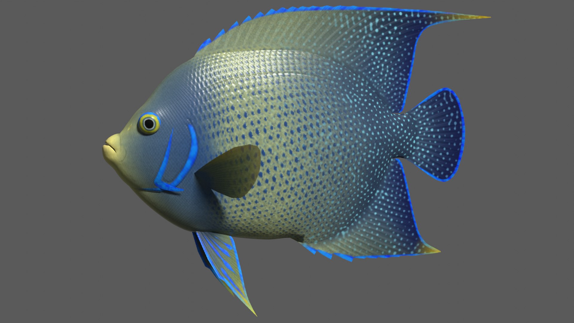 3d model blue angelfish