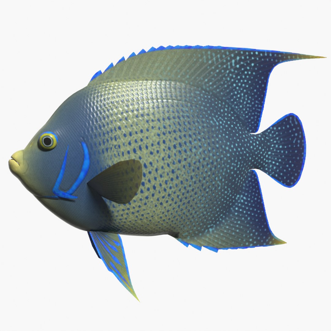 3d model blue angelfish https://p.turbosquid.com/ts-thumb/qj/6ewxnL/lo/blueafsearchimage/png/1642246035/1920x1080/fit_q87/931c06edb664e172aee25d4b78baaab1296fa791/blueafsearchimage.jpg