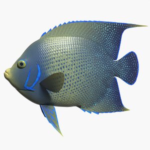 3d model blue angelfish