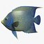 3d model blue angelfish