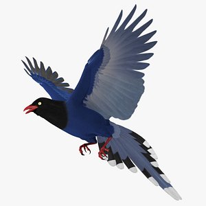 Urocissa Aerulea "Taiwan Blue Magpie"