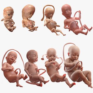 Rigged Embryos Full Collection for Maya 3D
