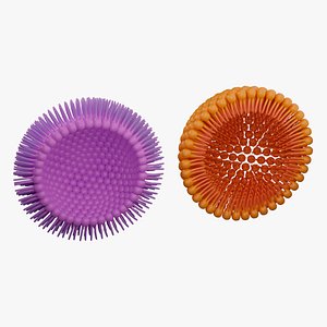 Micelle normal and reverse