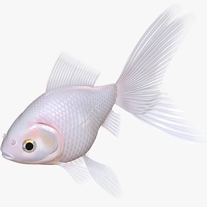3D Goldfish White Veiltail 8K