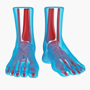 Foot Anatomy Blue