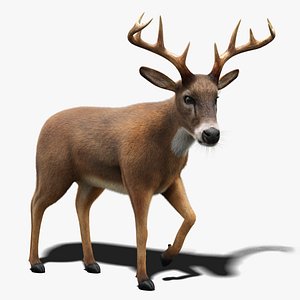 Deer Fur Animated
