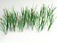 3d typha bulrush cattail model