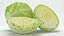 Cabbage