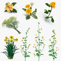 Yellow Flowering Plants Collection 4