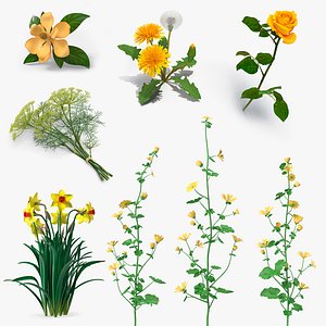Yellow Flowering Plants Collection 4
