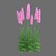 XfrogPlants Larkspur - Delphinium
