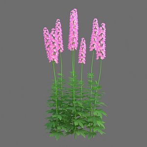 XfrogPlants Larkspur - Delphinium