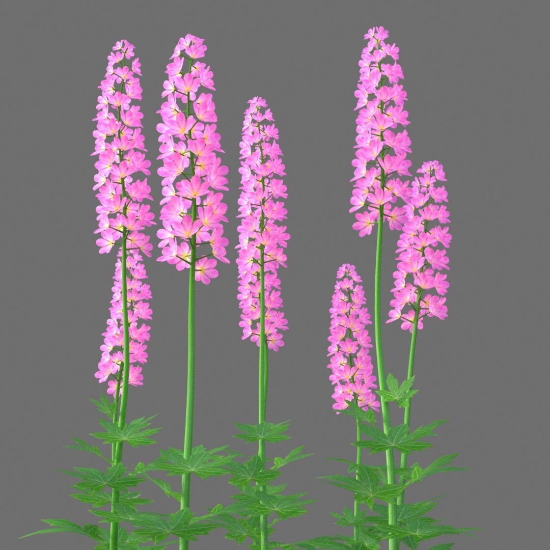 XfrogPlants Larkspur - Delphinium model https://p.turbosquid.com/ts-thumb/qk/DBXpo0/Gn/delphinium_3/jpg/1620677962/1920x1080/fit_q87/bd1efd2c2ea1c9a8ffa2e33efe7d562465701546/delphinium_3.jpg