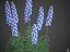 XfrogPlants Larkspur - Delphinium