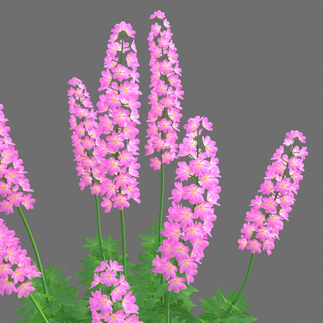 XfrogPlants Larkspur - Delphinium model https://p.turbosquid.com/ts-thumb/qk/DBXpo0/nO/delphinium_2/jpg/1620677989/1920x1080/fit_q87/35f20f24031ab0828d04ea315ee56335153fc9d8/delphinium_2.jpg