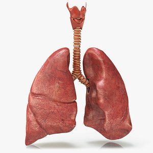 3D healthy lungs
