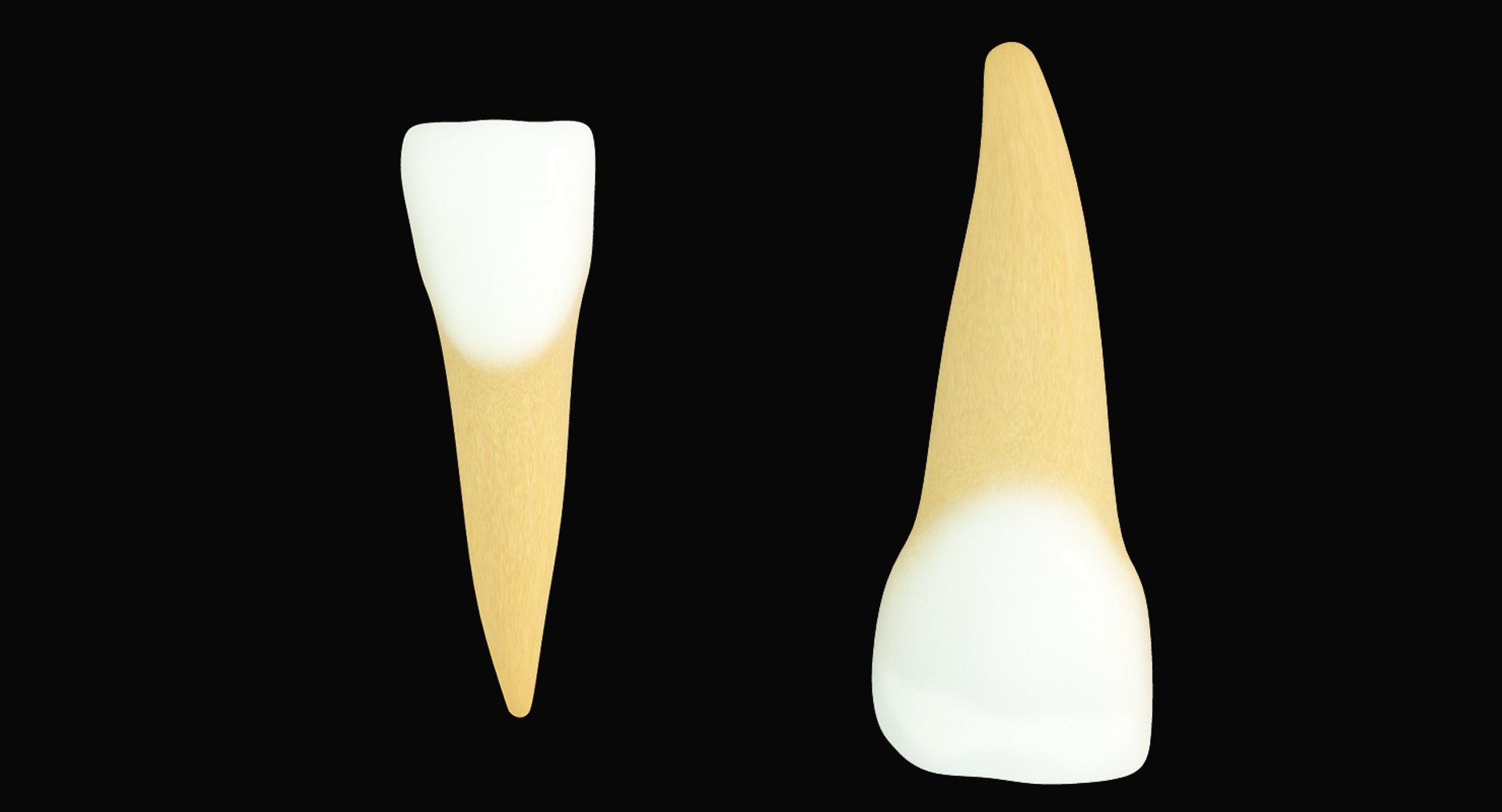 primary central incisors 3d max https://p.turbosquid.com/ts-thumb/qk/Hzhpks/Duaocgvw/pfi_sighdbgr/jpg/1440096105/1920x1080/fit_q87/cf81494e4ac03455be5147c048815761ddfd12cf/pfi_sighdbgr.jpg