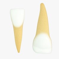 Primary Central Incisors