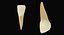 primary central incisors 3d max