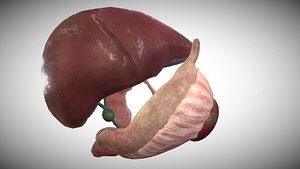 3D Anatomical 3D Model of Human Liver Gallbladder Pancreas and Duodenum