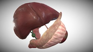 Anatomical 3D Model of Human Liver Gallbladder Pancreas and Duodenum