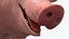 Pig Sow Landrace Rigged for Blender model