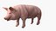 Pig Sow Landrace Rigged for Blender model