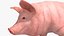 Pig Sow Landrace Rigged for Blender model