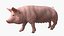 Pig Sow Landrace Rigged for Blender model