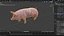 Pig Sow Landrace Rigged for Blender model