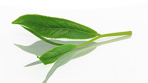 tea leaves sprig 3D