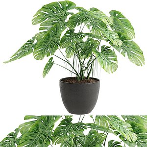 3D Indoor Monstera Plant 02 model