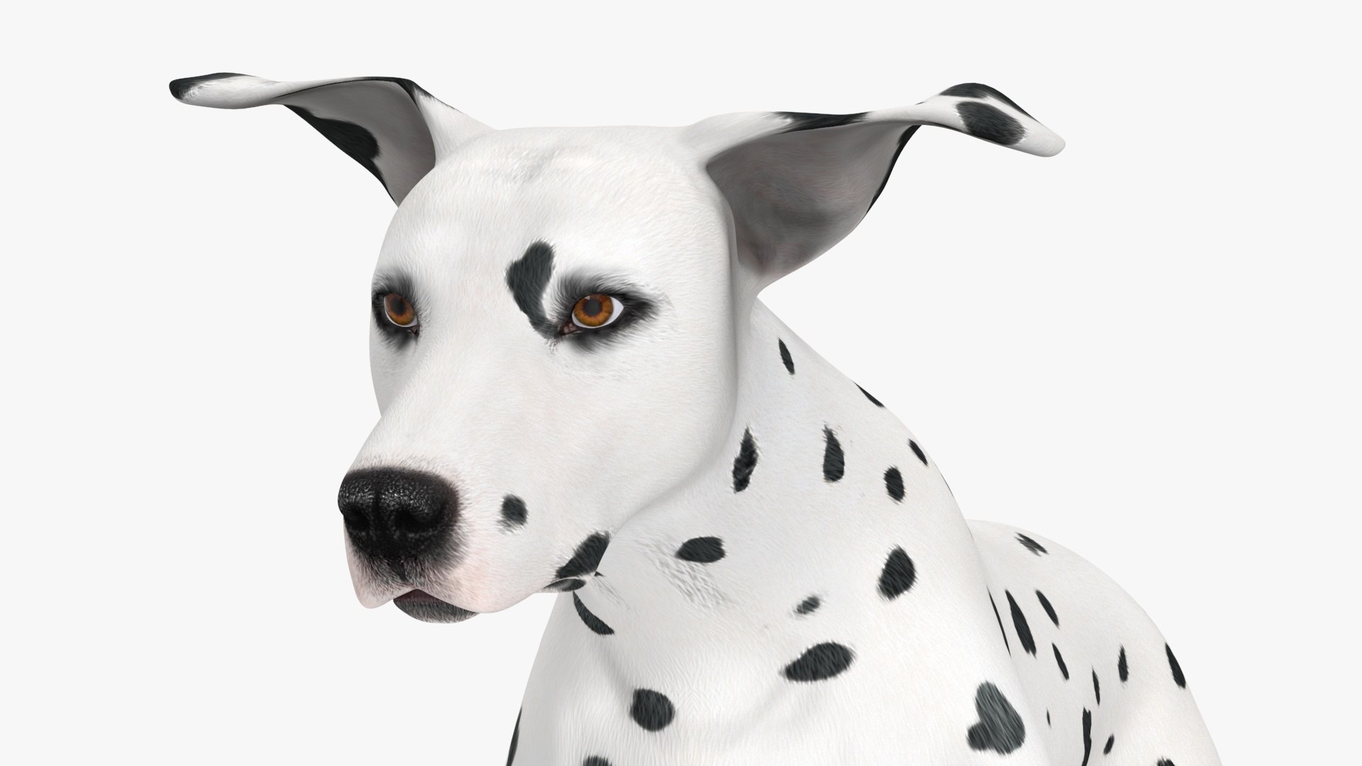 3D model Running Dalmatian Dog https://p.turbosquid.com/ts-thumb/ql/23rSGN/1T/running_dalmatian_dog_015/jpg/1716121970/1920x1080/fit_q87/9a2aabfa1b0f22b7106f5d55ecbb67a24b71d142/running_dalmatian_dog_015.jpg