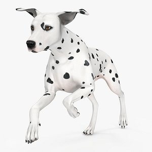 Running Dalmatian Dog