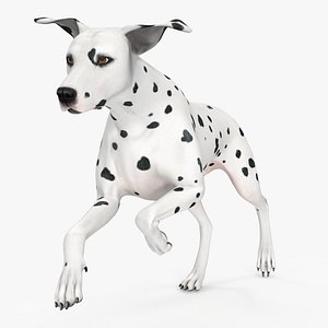 Running Dalmatian Dog
