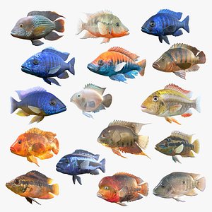 Cichlid Fish Collection 1-16