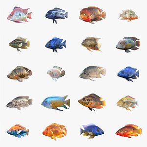 Cichlid Fish Collection 1-20