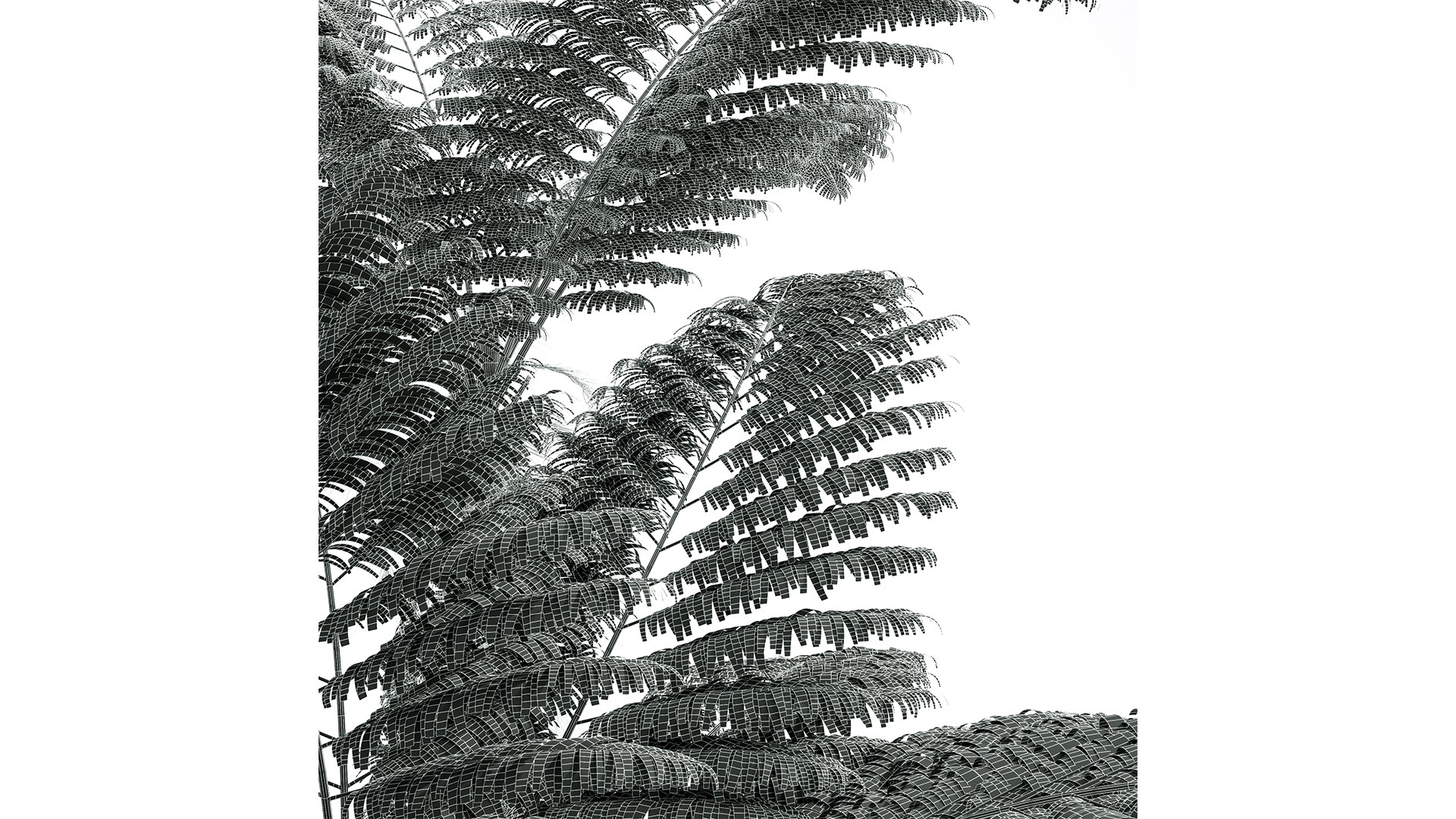3D model Alsophila Spinulosa Fern Tall https://p.turbosquid.com/ts-thumb/ql/A8wIcE/9t/z06/png/1716555552/1920x1080/fit_q87/ac56c1336897b6364512fbabfaa4aaff29e0663c/z06.jpg