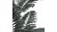 Helecho Alsophila Spinulosa alto