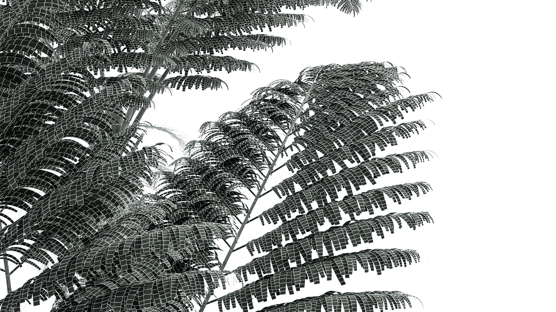 3D model Alsophila Spinulosa Fern Tall https://p.turbosquid.com/ts-thumb/ql/A8wIcE/Gj/z07/png/1716555578/1920x1080/fit_q87/6679466de083ef8d8ec8224e46653dd441033b0a/z07.jpg