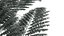Helecho Alsophila Spinulosa alto