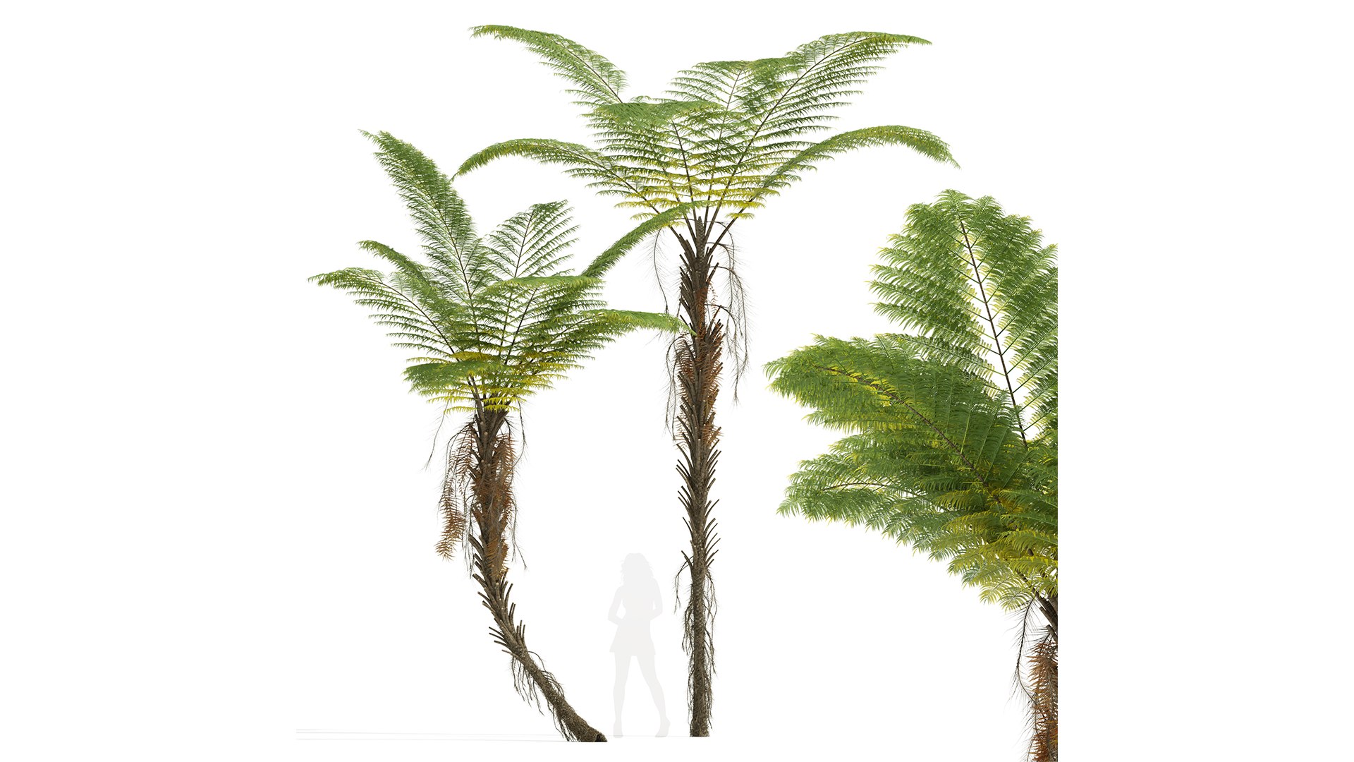 3D model Alsophila Spinulosa Fern Tall https://p.turbosquid.com/ts-thumb/ql/A8wIcE/It/z01/png/1716555474/1920x1080/fit_q87/696bc337b5e3b3b50a49f6dc3d293444ea053816/z01.jpg