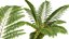Helecho Alsophila Spinulosa alto